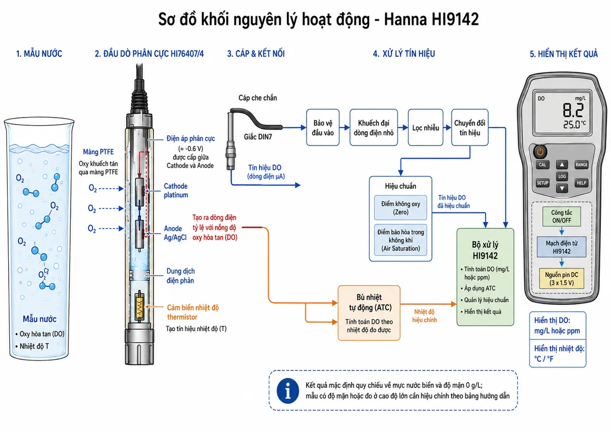 Vẽ sơ đồ khối nguyên lý hoạt động của Hanna HI9142 trên nền trắng, bố cục ngang. Luồng bắt đầu từ mẫu nước có oxy hòa tan và nhiệt độ T; oxy khuếch tán qua màng PTFE của đầu dò HI76407/4 vào khoang điện phân. Bên trong đầu dò thể hiện cathode platinum, anode Ag/AgCl, dung dịch điện phân và điện áp phân cực tạo dòng điện tỷ lệ với nồng độ oxy; cảm biến thermistor tạo nhánh tín hiệu nhiệt độ. Hai tín hiệu truyền qua cáp che chắn và giắc DIN7 đến khối bảo vệ đầu vào, khuếch đại dòng điện nhỏ, lọc nhiễu và chuyển đổi tín hiệu. Tiếp theo là khối hiệu chuẩn tại điểm không oxy và điểm bão hòa trong không khí, khối bù nhiệt tự động ATC, bộ xử lý HI9142 và màn hình LCD hiển thị DO bằng mg/L hoặc ppm cùng nhiệt độ °C/°F. Bổ sung nhánh ghi chú “Kết quả mặc định quy chiếu về mực nước biển và độ mặn 0 g/L; mẫu có độ mặn hoặc đo ở cao độ lớn cần hiệu chỉnh theo bảng hướng dẫn”.