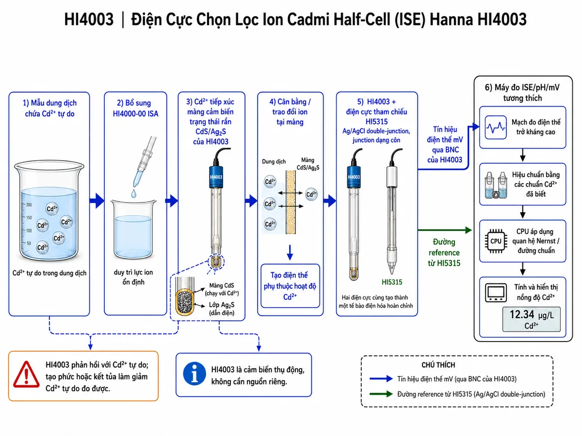 Vẽ sơ đồ nguyên lý hoạt động dạng block diagram kỹ thuật của Hanna HI4003 trên nền trắng, bố cục ngang: mẫu dung dịch chứa Cd²⁺ tự do → bổ sung HI4000-00 ISA để duy trì lực ion ổn định → Cd²⁺ tiếp xúc màng cảm biến trạng thái rắn hỗn hợp CdS/Ag₂S của HI4003 → cân bằng/trao đổi ion tại màng tạo điện thế phụ thuộc hoạt độ Cd²⁺ → HI4003 kết hợp điện cực tham chiếu HI5315 Ag/AgCl double-junction với junction dạng côn để hoàn thành tế bào điện hóa → chênh lệch điện thế mV truyền qua BNC của HI4003 và đường reference tới máy đo ISE/pH/mV tương thích → mạch đo điện thế trở kháng cao → hiệu chuẩn bằng các chuẩn Cd²⁺ đã biết → CPU áp dụng quan hệ Nernst/đường chuẩn → tính và hiển thị nồng độ Cd²⁺. Thêm nhánh ghi chú “HI4003 phản hồi với Cd²⁺ tự do; tạo phức hoặc kết tủa làm giảm Cd²⁺ tự do đo được”. Ghi rõ HI4003 là cảm biến thụ động, không cần nguồn riêng.