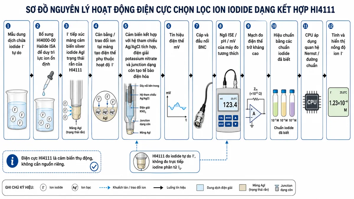 Vẽ sơ đồ nguyên lý hoạt động dạng block diagram kỹ thuật của Hanna HI4111 trên nền trắng, bố cục ngang: mẫu dung dịch chứa iodide I⁻ tự do → bổ sung HI4000-00 Halide ISA để duy trì lực ion ổn định → I⁻ tiếp xúc màng cảm biến silver iodide AgI trạng thái rắn của HI4111 → cân bằng/trao đổi ion tại màng tạo điện thế phụ thuộc hoạt độ I⁻ → cảm biến kết hợp với hệ tham chiếu Ag/AgCl tích hợp, điện giải potassium nitrate và junction dạng côn tạo tế bào điện hóa → tín hiệu điện thế mV → cáp và đầu nối BNC → ngõ ISE/pH/mV của máy đo tương thích → mạch đo điện thế trở kháng cao → hiệu chuẩn bằng các chuẩn iodide đã biết → CPU áp dụng quan hệ Nernst/đường chuẩn → tính và hiển thị nồng độ ion I⁻. Thêm nhánh ghi chú “HI4111 đo iodide tự do I⁻, không đo trực tiếp iodine phân tử I₂”; ghi rõ điện cực HI4111 là cảm biến thụ động, không cần nguồn riêng.