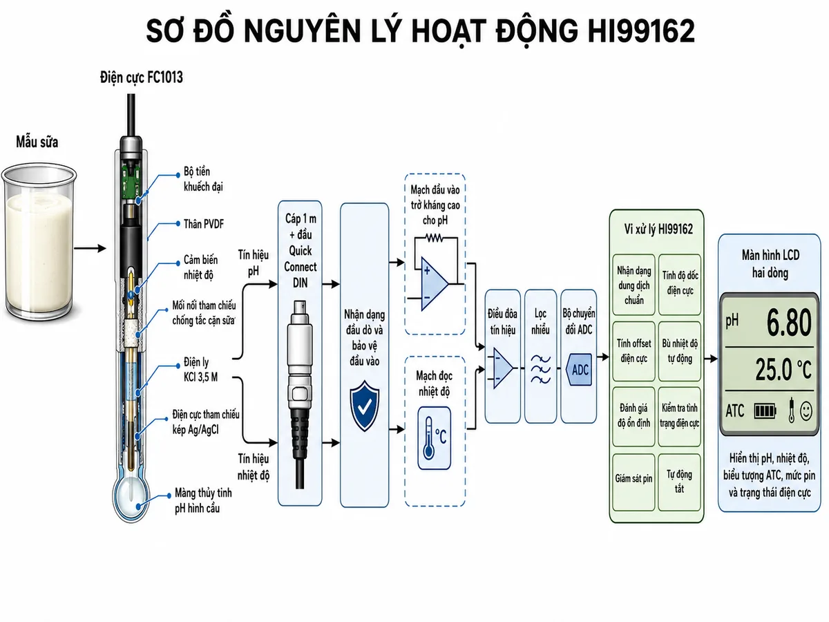 Vẽ sơ đồ nguyên lý hoạt động dạng khối của Hanna HI99162 trên nền trắng, bố cục ngang và nhãn tiếng Việt. Luồng bắt đầu từ mẫu sữa đi vào điện cực FC1013. Bên trong đầu dò thể hiện màng thủy tinh pH hình cầu, điện cực tham chiếu kép Ag/AgCl, điện ly KCl 3,5 M, mối nối tham chiếu chống tắc cặn sữa, cảm biến nhiệt độ, thân PVDF và bộ tiền khuếch đại. Tách thành hai đường tín hiệu pH và nhiệt độ, truyền qua cáp 1 m cùng đầu Quick Connect DIN tới khối nhận dạng đầu dò và bảo vệ đầu vào của HI99162. Tiếp theo là mạch đầu vào trở kháng cao cho pH, mạch đọc nhiệt độ, điều hòa tín hiệu, lọc nhiễu và bộ chuyển đổi ADC. Sau ADC là vi xử lý gồm các khối nhận dạng dung dịch chuẩn, tính độ dốc và offset điện cực, bù nhiệt độ tự động, đánh giá độ ổn định, kiểm tra tình trạng điện cực, giám sát pin và tự động tắt. Cuối luồng là màn hình LCD hai dòng hiển thị pH, nhiệt độ, biểu tượng ATC, mức pin và trạng thái điện cực.