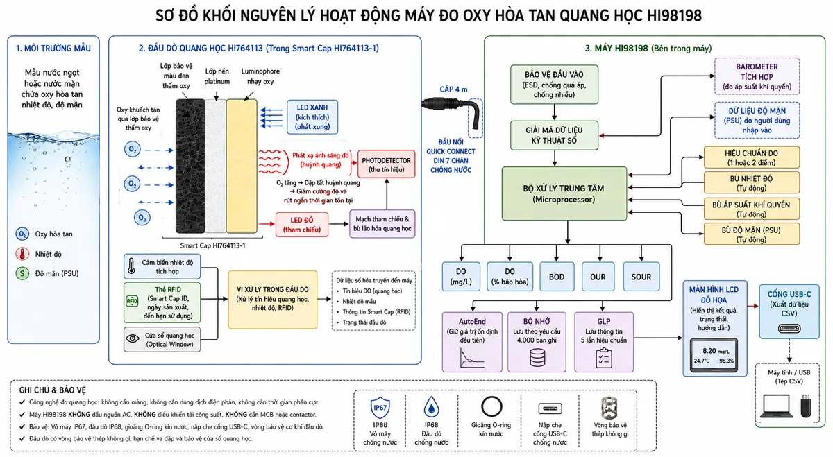 Vẽ sơ đồ khối nguyên lý hoạt động của máy đo oxy hòa tan quang học Hanna HI98198 trên nền trắng, bố cục ngang. Luồng bắt đầu từ mẫu nước ngọt hoặc nước mặn chứa oxy hòa tan, nhiệt độ và độ mặn. Oxy khuếch tán qua lớp bảo vệ màu đen thấm oxy của Smart Cap HI764113-1 đến lớp luminophore nền platinum. Thể hiện LED xanh phát xung kích thích, luminophore phát ánh sáng đỏ, oxy gây dập tắt huỳnh quang làm giảm cường độ và rút ngắn thời gian tồn tại; photodetector thu tín hiệu và LED đỏ tạo tín hiệu tham chiếu bù lão hóa quang học. Thêm thẻ RFID lưu thông tin Smart Cap, cảm biến nhiệt độ tích hợp và cửa sổ quang học. Các tín hiệu được xử lý trong đầu dò HI764113 rồi truyền qua cáp 4 m và đầu Quick Connect DIN 7 chân đến HI98198. Bên trong máy thể hiện khối bảo vệ đầu vào, giải mã dữ liệu kỹ thuật số, barometer tích hợp, dữ liệu độ mặn do người dùng nhập, khối hiệu chuẩn DO, bù nhiệt độ, bù áp suất và bù độ mặn. Từ bộ xử lý chia thành các nhánh tính DO mg/L, phần trăm bão hòa, BOD, OUR và SOUR; tiếp theo đến AutoEnd, bộ nhớ 4000 bản ghi, GLP 5 lần hiệu chuẩn, màn hình LCD và cổng USB-C xuất dữ liệu CSV.