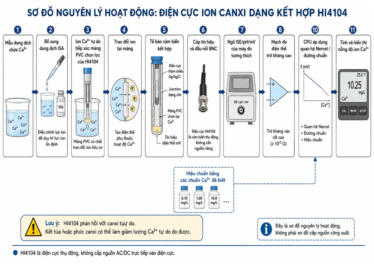 Vẽ sơ đồ nguyên lý hoạt động dạng block diagram kỹ thuật của Hanna HI4104 trên nền trắng, bố cục ngang: mẫu dung dịch chứa Ca²⁺ → bổ sung dung dịch điều chỉnh lực ion ISA để duy trì lực ion ổn định → ion Ca²⁺ tự do tiếp xúc màng PVC có chất trao đổi ion hữu cơ của HI4104 → trao đổi ion tại màng tạo điện thế phụ thuộc hoạt độ Ca²⁺ → tế bào cảm biến kết hợp với hệ tham chiếu Ag/AgCl và junction dạng côn tạo tín hiệu điện thế mV → cáp và đầu nối BNC → ngõ ISE/pH/mV của máy đo tương thích → mạch đo điện thế trở kháng cao → hiệu chuẩn bằng các chuẩn Ca²⁺ đã biết → CPU áp dụng quan hệ Nernst/đường chuẩn → tính và hiển thị nồng độ ion Ca²⁺. Thêm nhánh ghi chú rằng HI4104 phản hồi với canxi tự do; kết tủa hoặc phức canxi có thể làm giảm Ca²⁺ tự do đo được. Ghi rõ điện cực HI4104 là cảm biến thụ động, không cần nguồn riêng.
