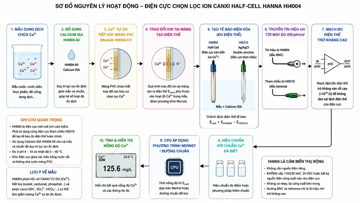 Vẽ sơ đồ nguyên lý hoạt động dạng block diagram kỹ thuật của Hanna HI4004 trên nền trắng, bố cục ngang: mẫu dung dịch chứa Ca²⁺ → bổ sung Calcium ISA HI4004-00 để duy trì lực ion ổn định → Ca²⁺ tự do tiếp xúc màng PVC có chất trao đổi ion hữu cơ của module HI4004-51 → trao đổi ion tại màng tạo điện thế phụ thuộc hoạt độ Ca²⁺ → HI4004 kết hợp với điện cực tham chiếu HI5315 Ag/AgCl double-junction và junction dạng côn để hoàn thành tế bào điện hóa → chênh lệch điện thế mV đi qua đầu BNC HI4004 và đường reference HI5315 tới máy đo ISE/pH/mV tương thích → mạch đo điện thế trở kháng cao → hiệu chuẩn bằng các chuẩn Ca²⁺ đã biết → CPU áp dụng quan hệ Nernst/đường chuẩn → tính và hiển thị nồng độ Ca²⁺. Thêm nhánh ghi chú “HI4004 phản hồi với canxi tự do; kết tủa và phức canxi có thể làm giảm lượng Ca²⁺ tự do đo được”. Ghi rõ “HI4004 là cảm biến thụ động, không cần nguồn riêng”.